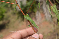 Pentanema indicum